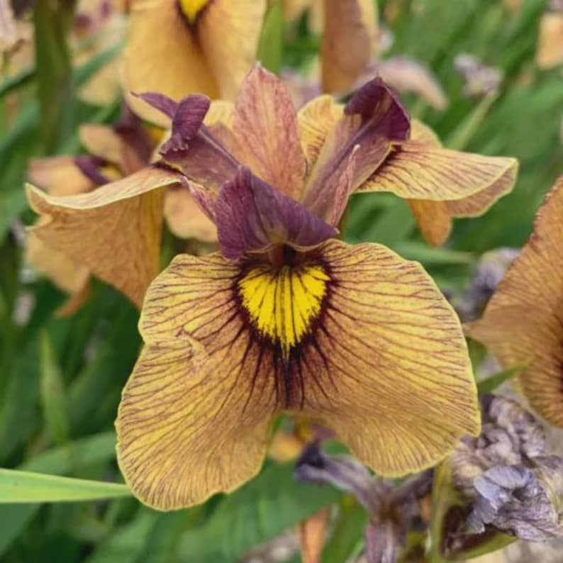 Iris Pseudata Yarai Bareroot Plant - Japanese Water Iris - Aquatic Perennial - Iris pseudata Yarai for Water Gardens & Borders