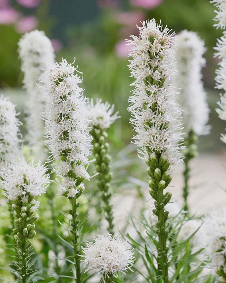 White Liatris Plants - 3 Bare Root Blazing Star - Liatris spicata - Perennial Flowering Plants for Garden and Wildlife