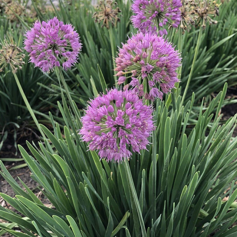 Allium Bulbs - Bare Root Clump - Serendipity Variety - Allium 'Serendipity' - Vibrant Flower Clusters for Garden