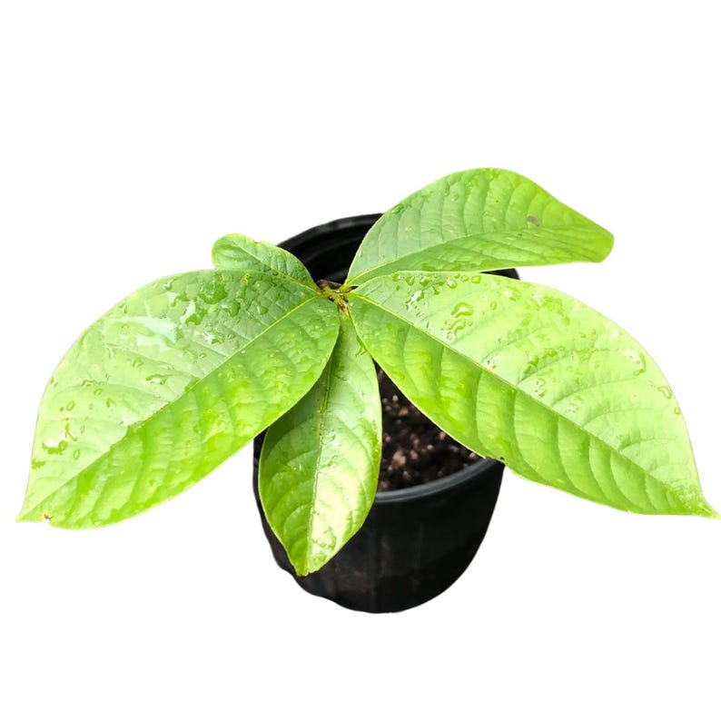 Pawpaw Seedling 12-18" Tall Asimina triloba | Hardy Edible Fruit Tree | Native Plant for Landscape & Wildlife