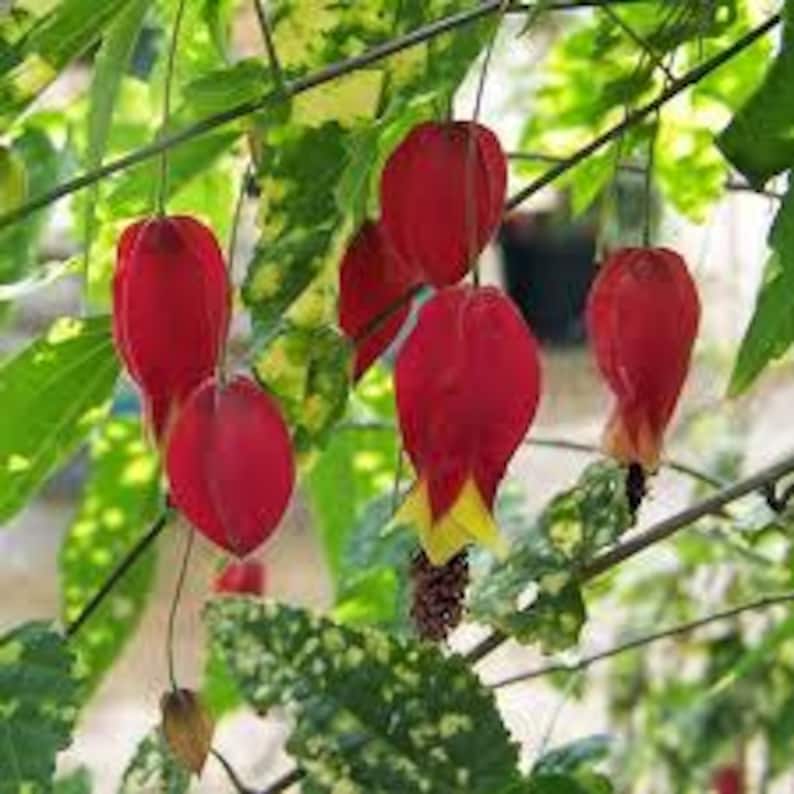 Abutilon Plant 4" Variegated Flowering in Pot | Abutilon megapotamicum 'Variegatum' | Indoor/Outdoor Decor
