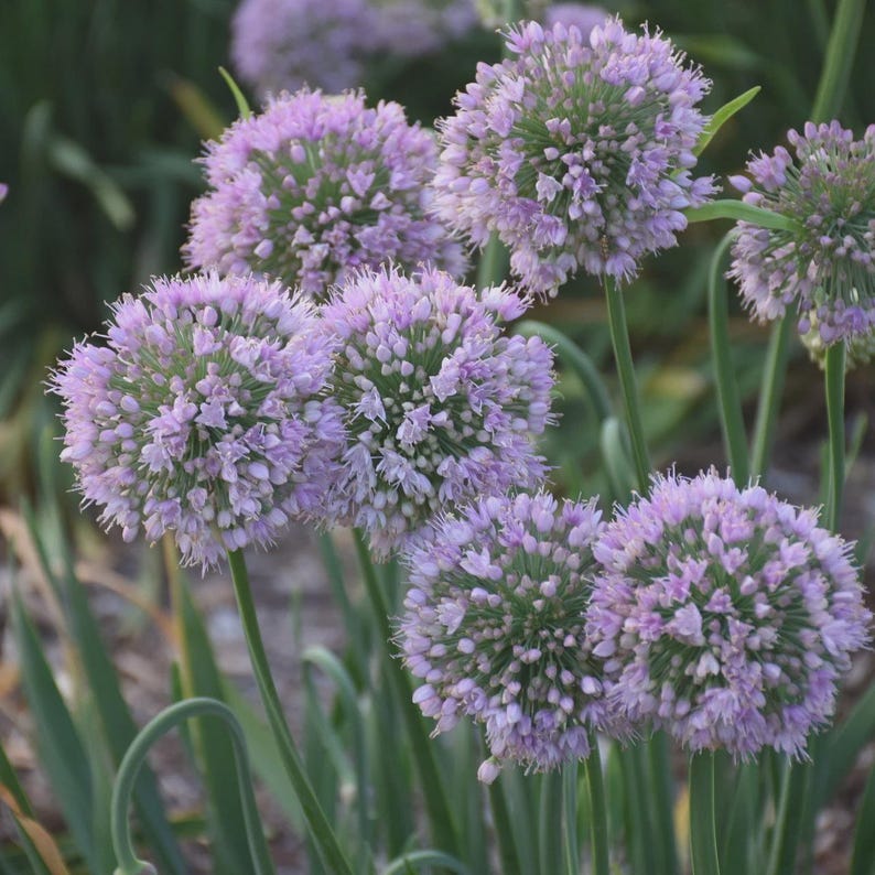 Ornamental Onion Bulb Bareroot Clump Bubble Bath Allium 'Bubble Bath' - Unique Spherical Blooms for Garden Pollinator Attraction