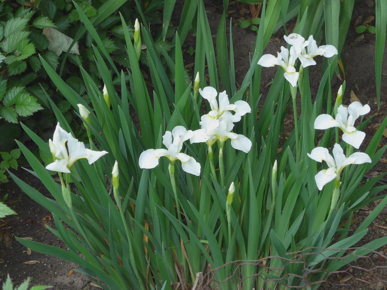 Siberian Iris Bareroot Plants - White Perennial - Iris sibirica - Easy Care, Zones 3-8, Sun to Shade, Pollinator Friendly