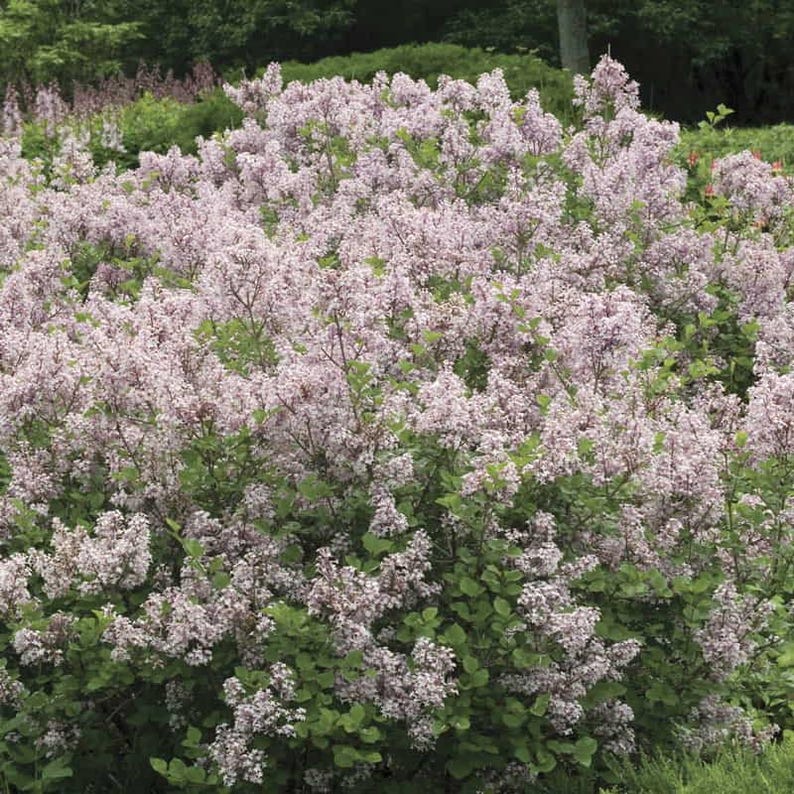 Dwarf Korean Lilac Bare Root Plant, Reblooming Purple Flowers, Syringa meyeri, Hardy Zones 3-7, Compact Garden Shrub