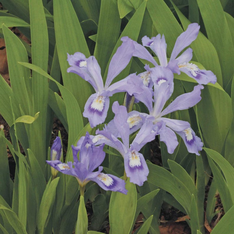 Dwarf Crested Iris Bareroot Plants - 5 Small Native Perennials - Iris cristata - Compact & Low Maintenance Garden Flowers