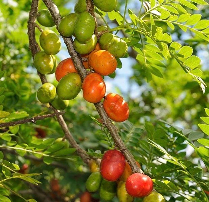 Large Red Hog Plum Tree in 10" Pot, Jocote Rojo, Spondias purpurea - Hardy Tropical Plant for Garden Landscapes