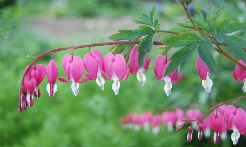 Bleeding Hearts Plant Bare Root Pink Flowers Lamprocapnos spectabilis Shade Tolerant Hardy Zones 2-8