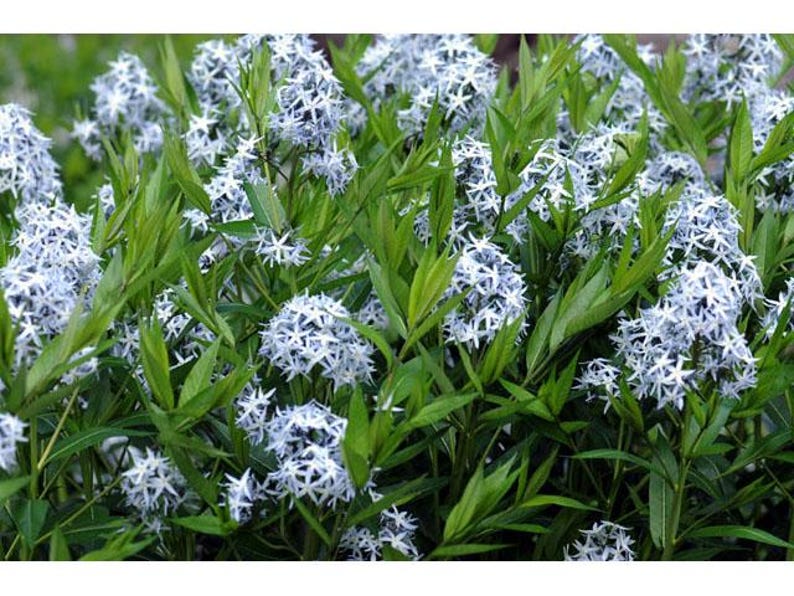 Common Bluestar Plant Bareroot - Amsonia tabernaemontana - Native Perennial with Blue Flowers for Gardens