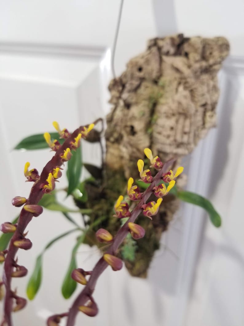 Bulbophyllum falcatum Orchid Plant - Small Size - Unique Features - Easy Care - Bulbophyllum falcatum
