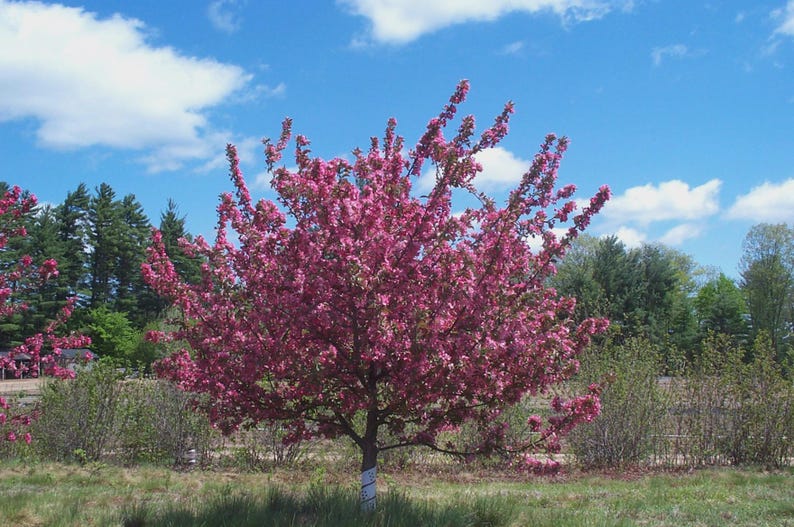 Crabapple Seedling 8-10" Bareroot Malus spp. - Ornamental Tree for Gardens & Landscaping