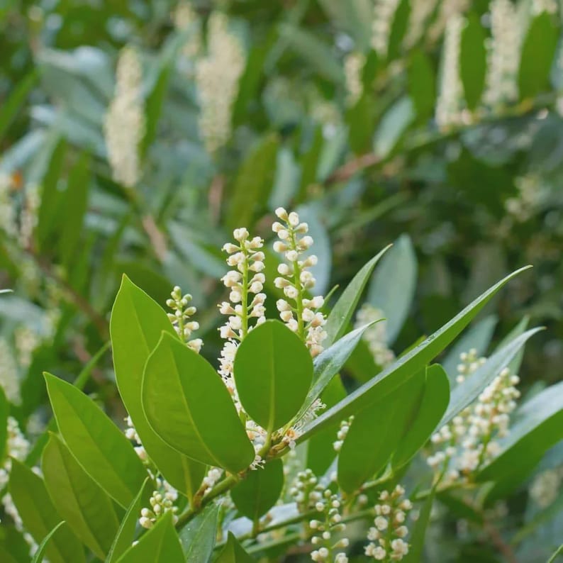 Cherry Laurel Plant 4" Container - Prunus Caroliniana - Evergreen Privacy Hedge - Attracts Birds & Bees