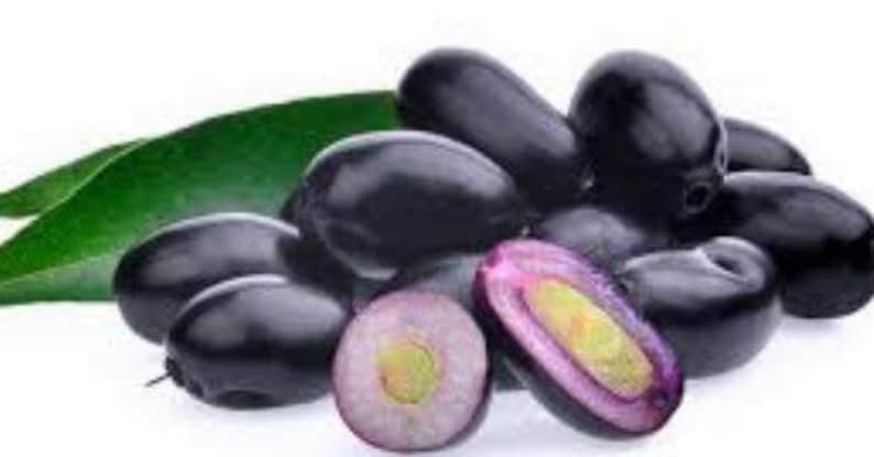 **Java Plum Plant 1 Gal Pot 2-3ft Syzygium cumini Black Plum Jamun for Home Garden**