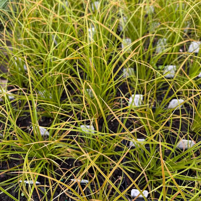 Live Plant 4" Pot - Wall Germander (Teucrium chamaedrys) - Purple Flowers - Full Sun - Zones 5-9 - Low Maintenance Perennial
