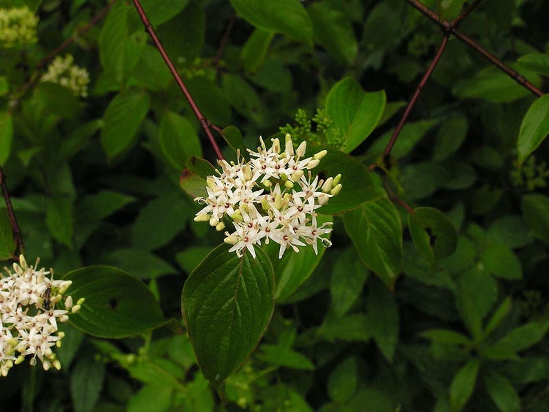 Silky Dogwood Bareroot 12" Native Plant Cornus amomum with Range Map, Attracts Birds, Low Maintenance Garden Shrub