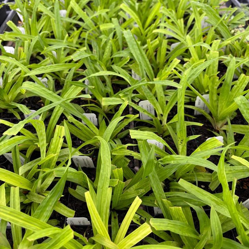 Live Plant 4" Pot Jacob's Ladder Blue Flowers Polemonium reptans Shade Tolerant Native Plant for Zones 3-8
