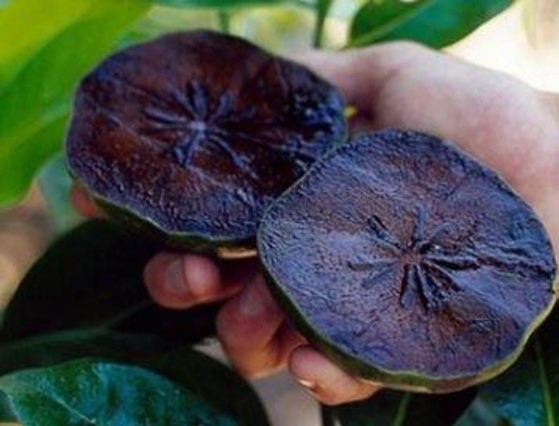Black Sapote Fruit Tree 2 ft in 1 Gal Pot - Chocolate Pudding Fruit (Diospyros digyna) - Easy Care, Limited Stock