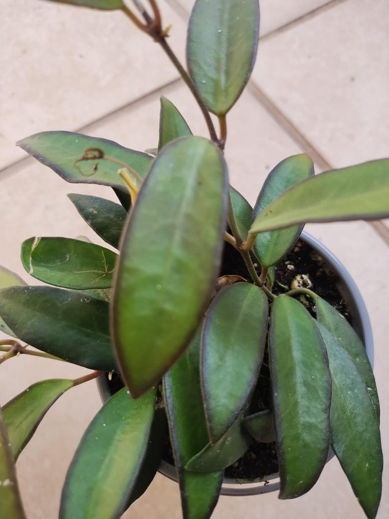 Small Rooted Adrift Hoya Plant + Free Cutting + Hoya carnosa + Low Maintenance Houseplant for Warm Zones