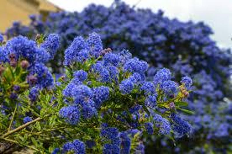 Ceanothus 'Dark Star' Shrub - 1ft in 6" Pot - Cobalt Blue Flowers, Dense Foliage - California Lilac - Hardy Groundcover