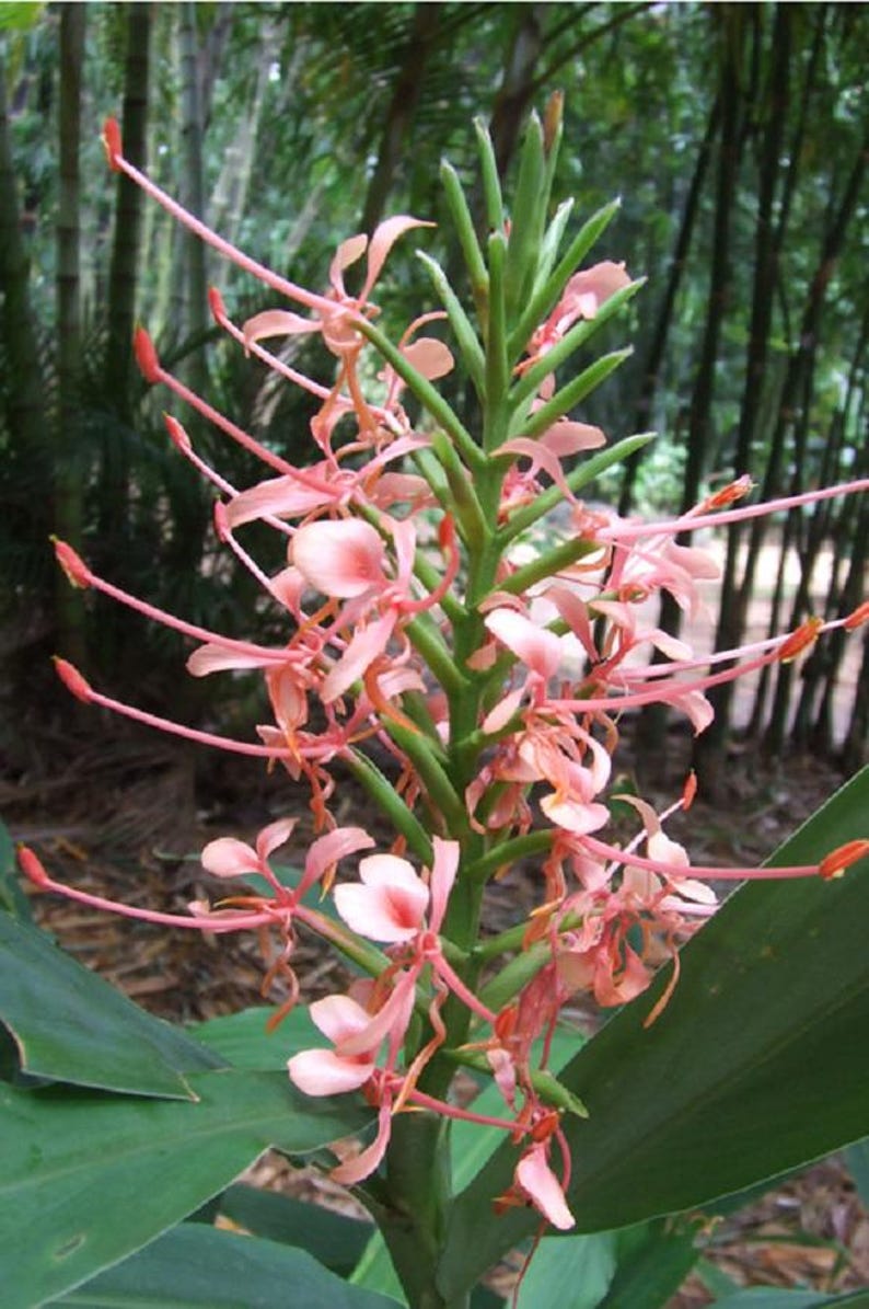 Ginger Plant - 1 Plant - Culinary Ginger - Zingiber Officinale - Tropical Herb for Gardens - Easy to Grow