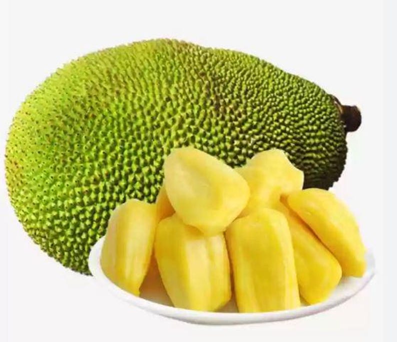 Jackfruit Starter Plant 4 Inch Pot - Healthy Artocarpus heterophyllus for Container Gardening - Tropical Fruit Tree