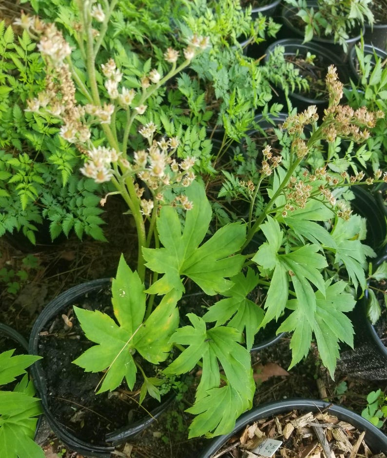 Mukdenia rossii Bareroot Plant - Hardy Perennial Groundcover, Chinese Mukdenia, Low-Maintenance Garden Plant