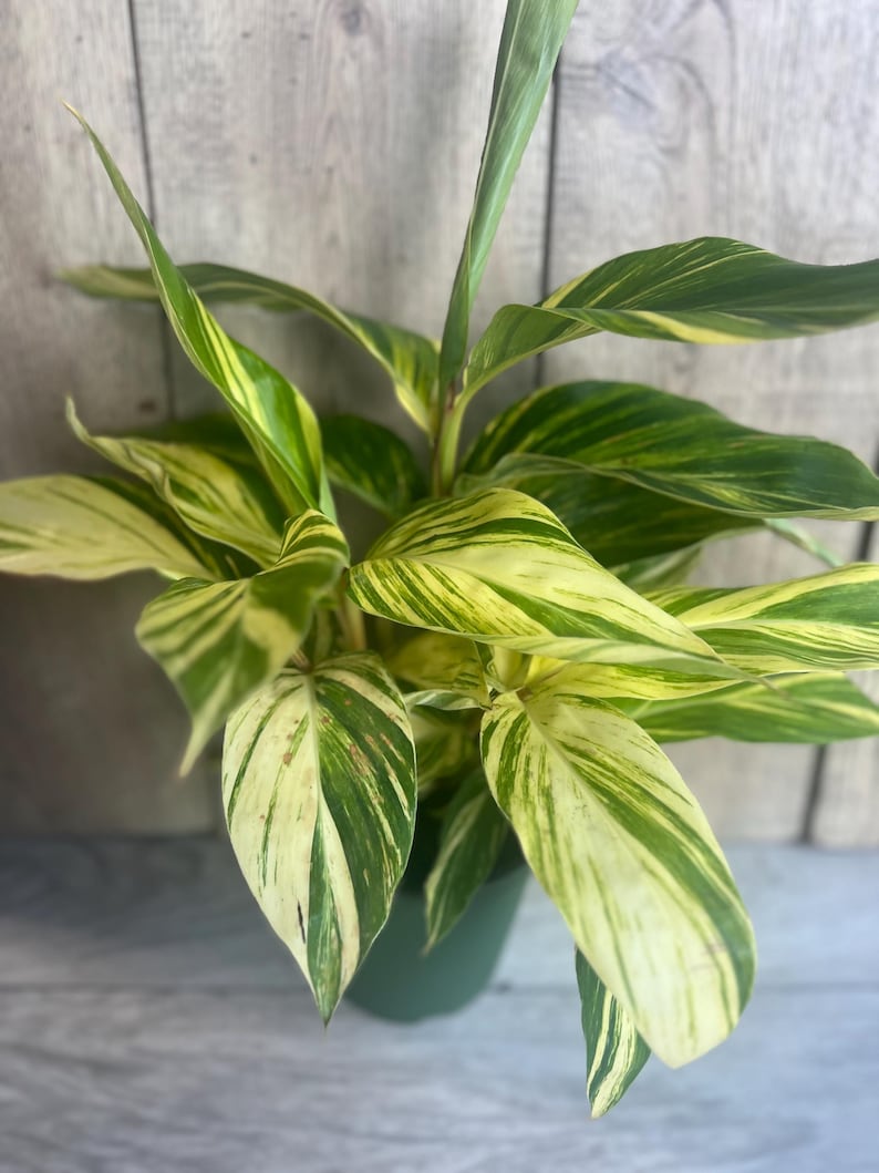 Variegated Shell Ginger Plant 6" Pot Alpinia Zerumbet ‘Variegata’ Tropical Houseplant with Striped Foliage