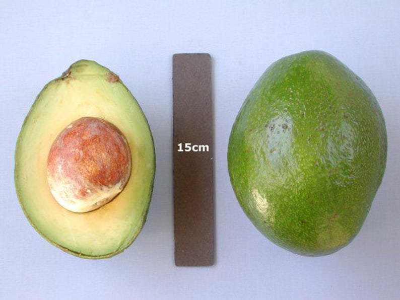 Monroe Avocado Tree - 1ft Grafted Plant in 6" Pot - Cold Hardy Persea americana - Ideal for Home Garden and Patio