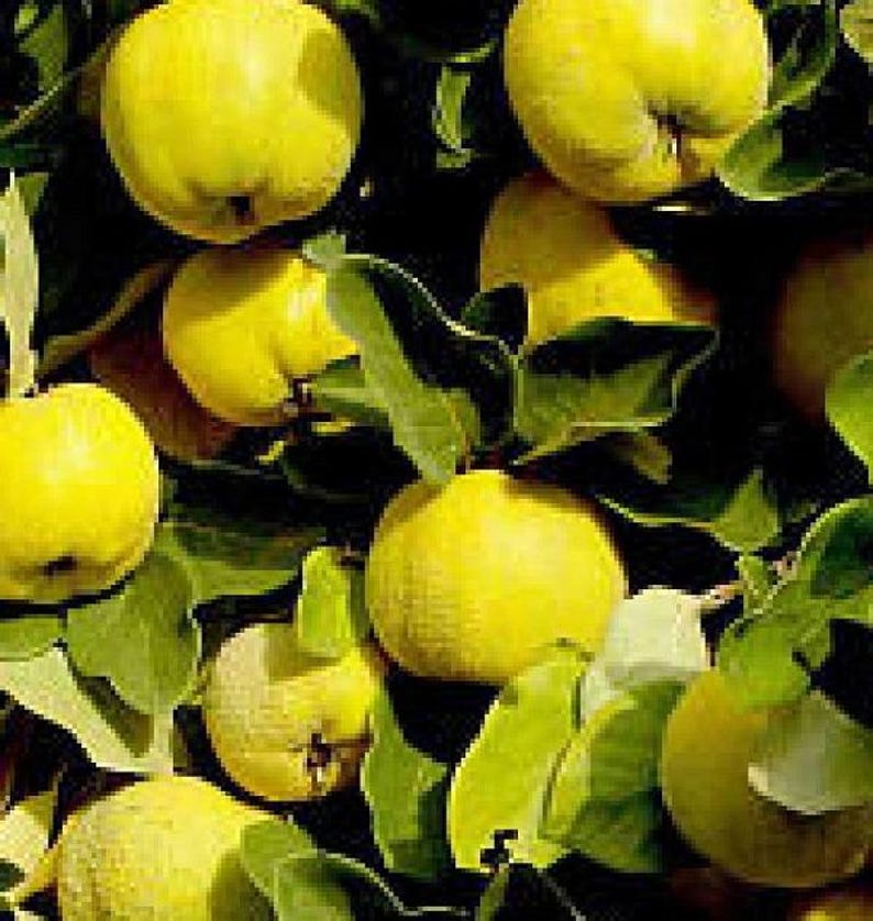 Provence Quince Fruit Tree Live Plant 15-20 Inches Hardy Edible Cydonia oblonga - Heirloom Variety for Garden & Baking