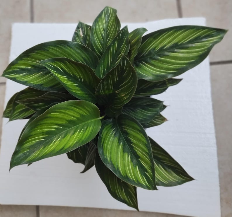 Calathea Ornata Beauty Star - Small Rooted Plant + Free Cutting - Calathea ornata - Easy Care Indoor Houseplant