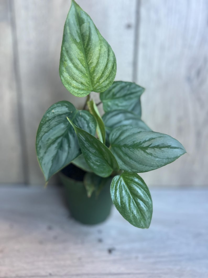 Philodendron Sodiroi Plant in 4" Pot | Rare Silver Aroid with Heart-Shaped Leaves | Philodendron sodiroi