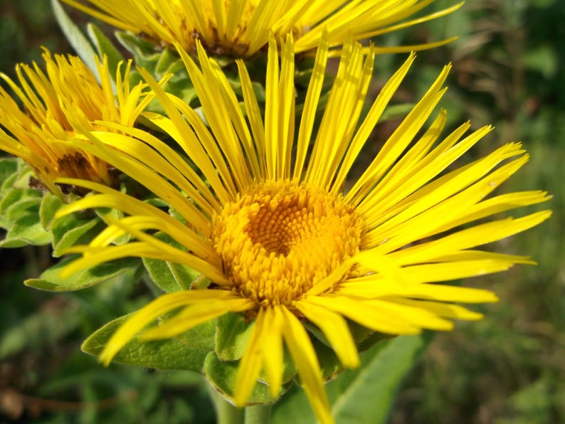 Elecampane Plant Bareroot Division - Inula helenium - Fresh Medicinal Herb for Gardens - Yellow Flowering Perennial