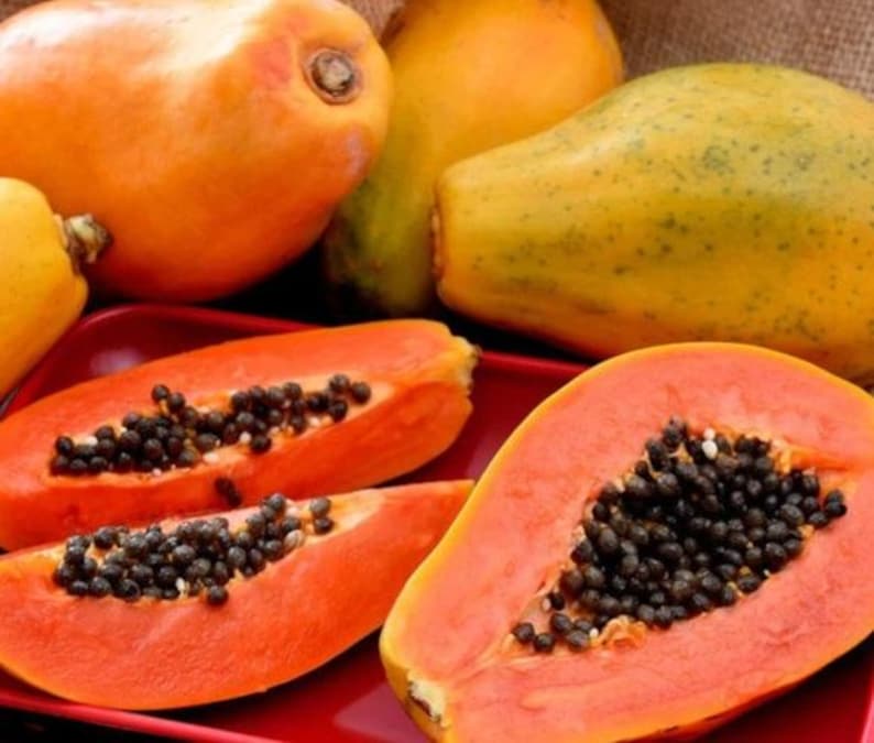 Dwarf Strawberry Papaya Plant - 7" in 4" Pot - Carica papaya, Fast-Growing, Container-Friendly, Sweet Fruit