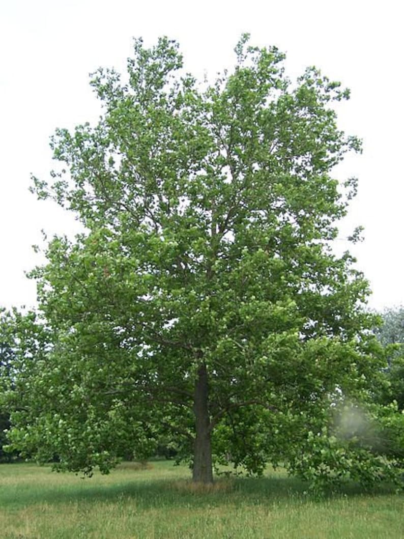 American Plane Tree Bareroot 4" Container Sycamore Platanus Occidentalis - 2 Healthy Trees for Landscaping & Shade