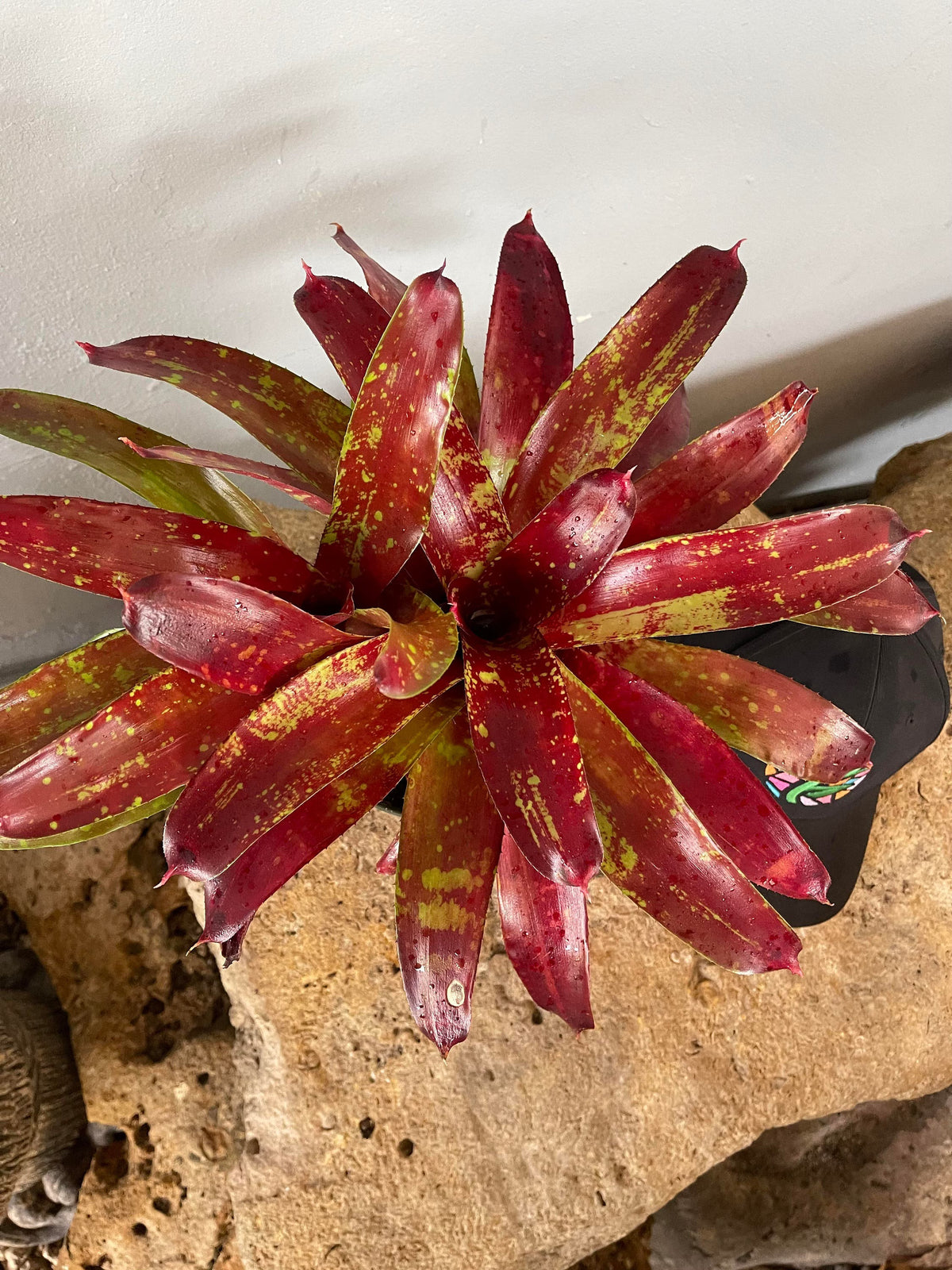 Live Bromeliad Plant - Bareroot Neoregelia ‘Gazpacho’ - Colorful Rosette - Tropical Houseplant - Easy-Care Indoor Plant