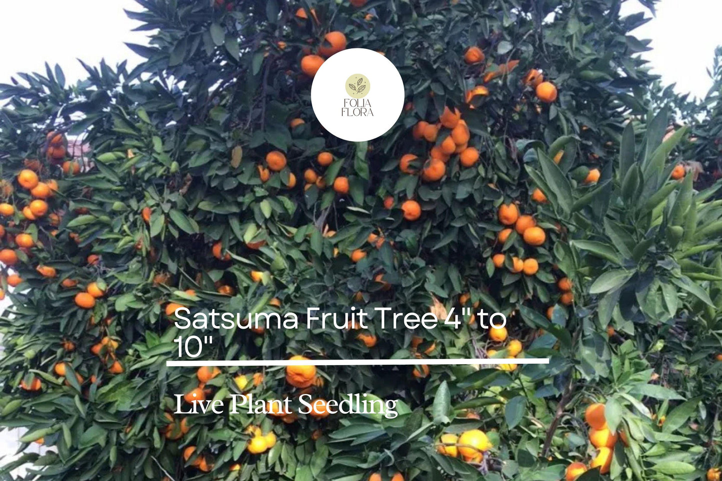 Satsuma Orange Tree Seedling 4-10 Inch Citrus unshiu Compact Fruit Tree for Container Gardening, Sweet Juicy Oranges