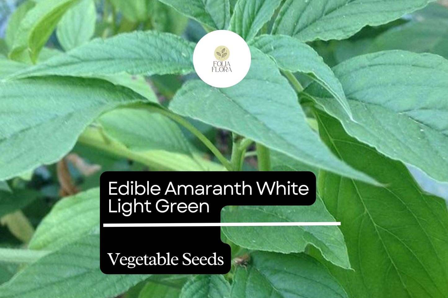 Amaranth Seeds 500mg Edible Heirloom White Light Green Amaranthus tricolor, Nutritious Microgreens & Ornamental Plant