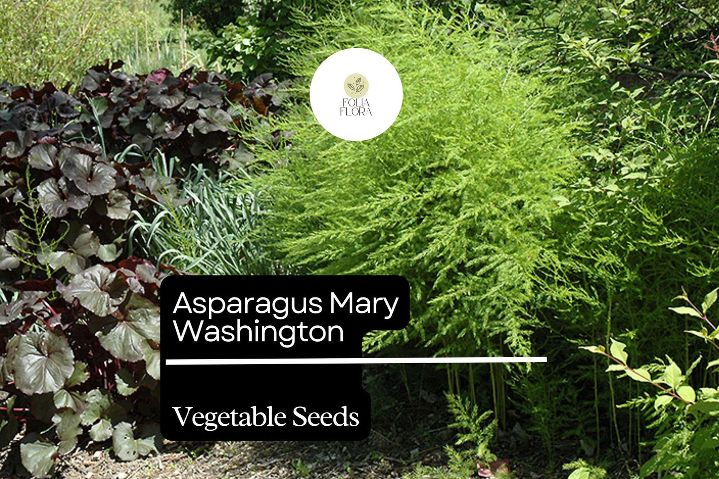 Asparagus Seeds 1g Mary Washington Heirloom Perennial Vegetable Asparagus officinalis | Non-GMO, Productive, Ornamental Foliage