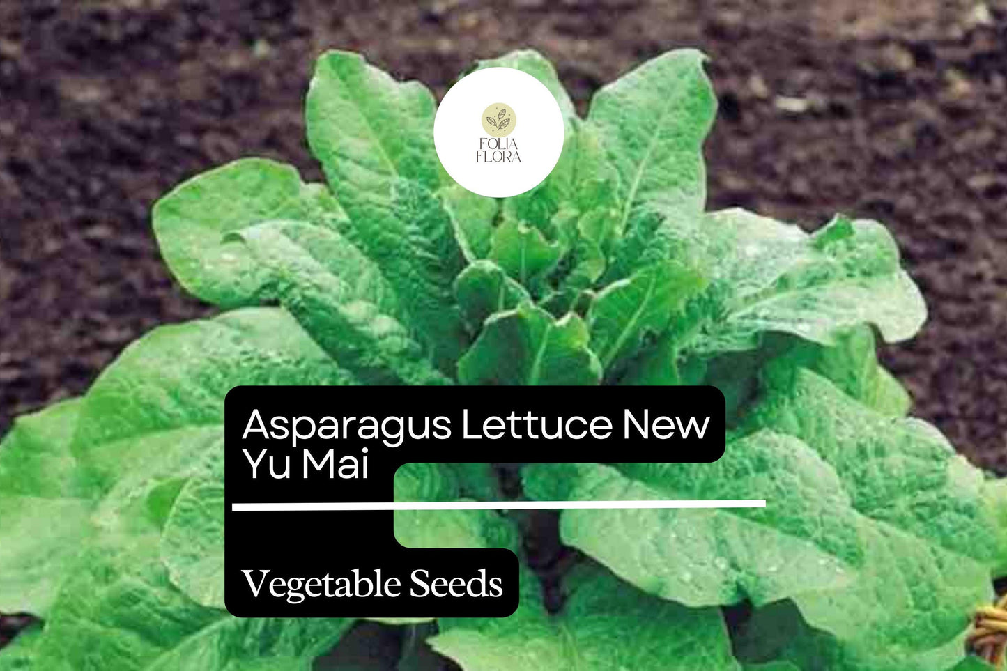 Asparagus Lettuce Seeds 500mg - New Yu Mai Heirloom Asian Greens, Lactuca sativa var. angustana, Mild Nutty Flavor, Easy to Grow