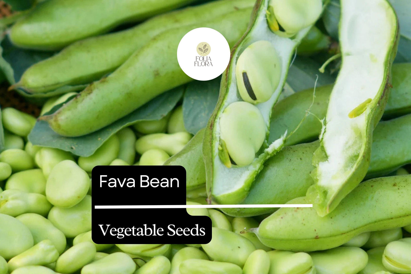 Fava Bean Seeds 5g | Heirloom Broad Beans for Planting | Vicia faba | Nutritious Cool-Season Vegetable Seeds