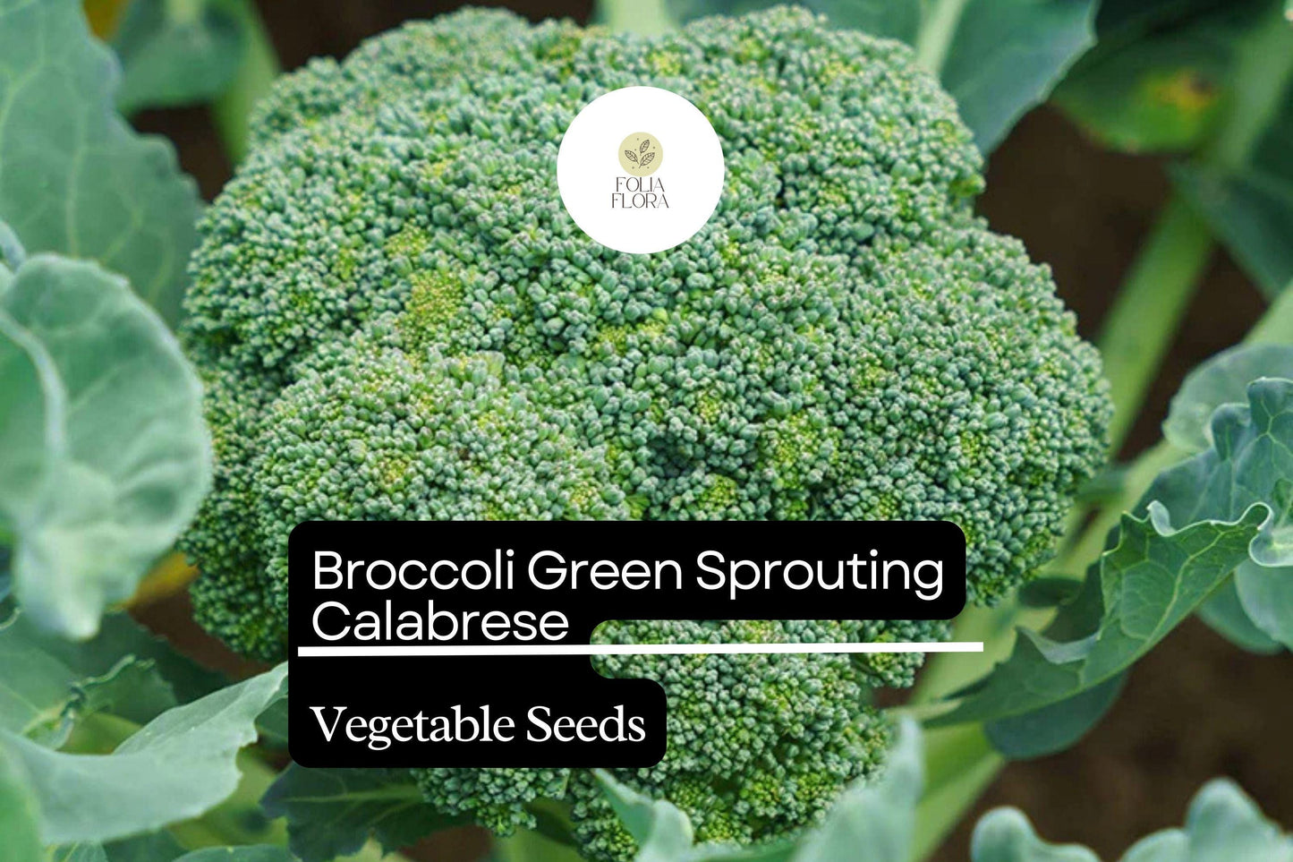 Broccoli Seeds 1g Green Sprouting Calabrese Heirloom Brassica oleracea | High-Yield Tender Florets for Home Garden