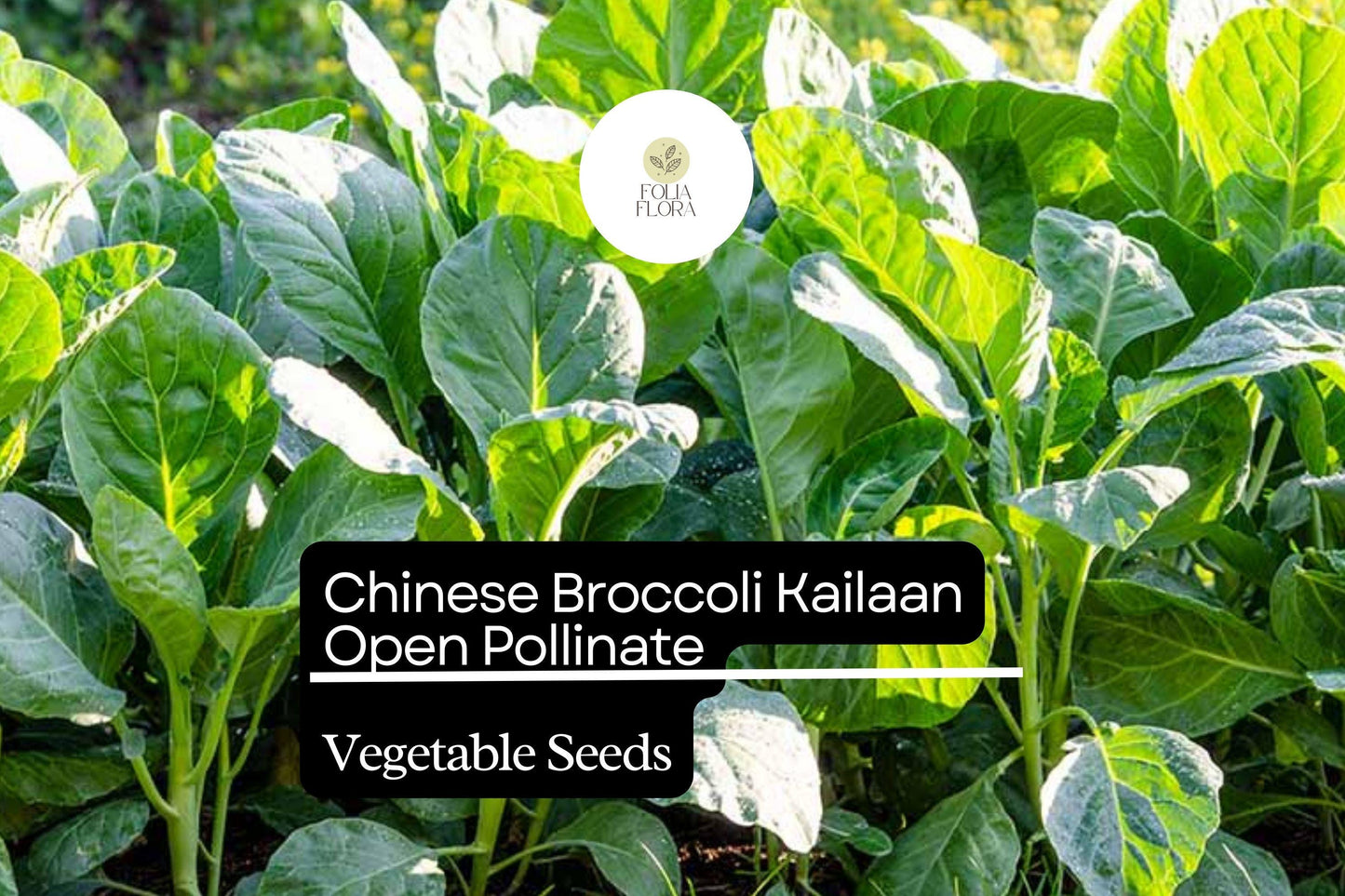 Kailaan Chinese Broccoli Seeds 500mg - Open Pollinated Heirloom (Brassica oleracea var. alboglabra) for Stir-Frying and Sautéing