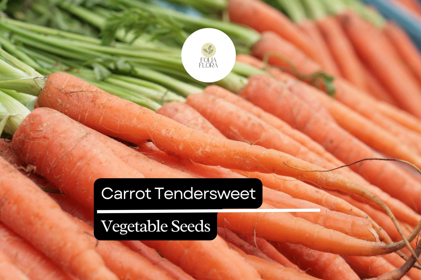 Carrot Seeds 500mg Tendersweet Non-GMO Heirloom Daucus carota | Sweet, Crisp, Coreless Variety for Gardens & Containers