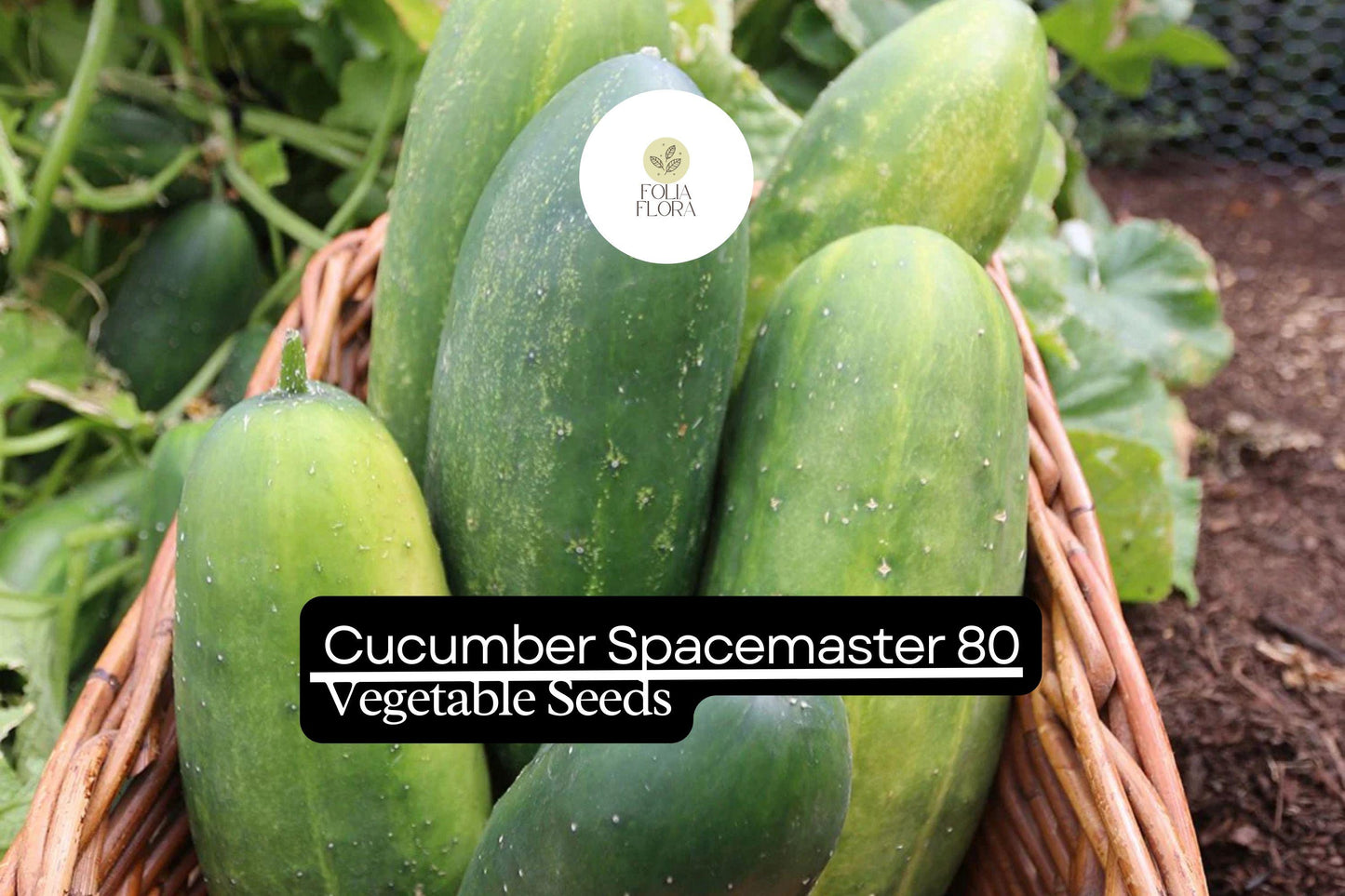 Compact Cucumber Seeds 1g | Spacemaster 80 Dark Green | High-Yield, Disease-Resistant | Cucumis sativus