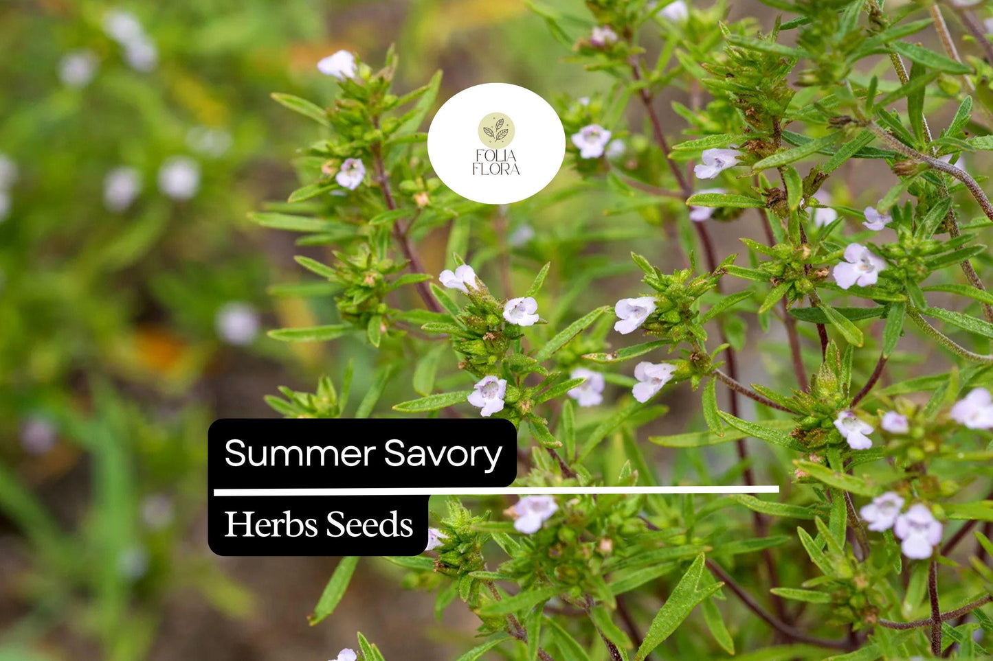 Summer Savory Seeds 1g | Heirloom Culinary Herb Satureja hortensis | Fast-Growing, Aromatic, Non-GMO