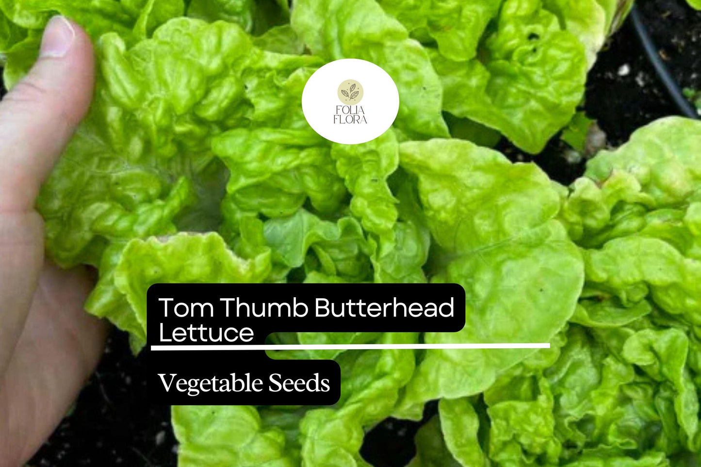 Tom Thumb Butterhead Lettuce Seeds - Heirloom Non-GMO Miniature Lettuce (Lactuca sativa) - 1g Packet, Approx. 800 Seeds