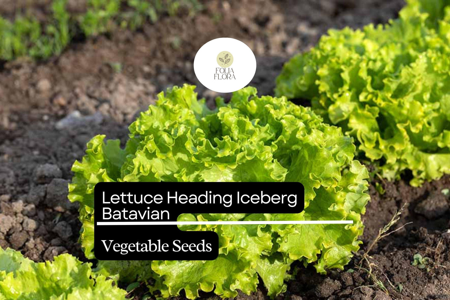 Iceberg Batavian Lettuce Seeds | 1g Non-GMO Heirloom | Crisp Texture, Bolt-Resistant | Lactuca sativa