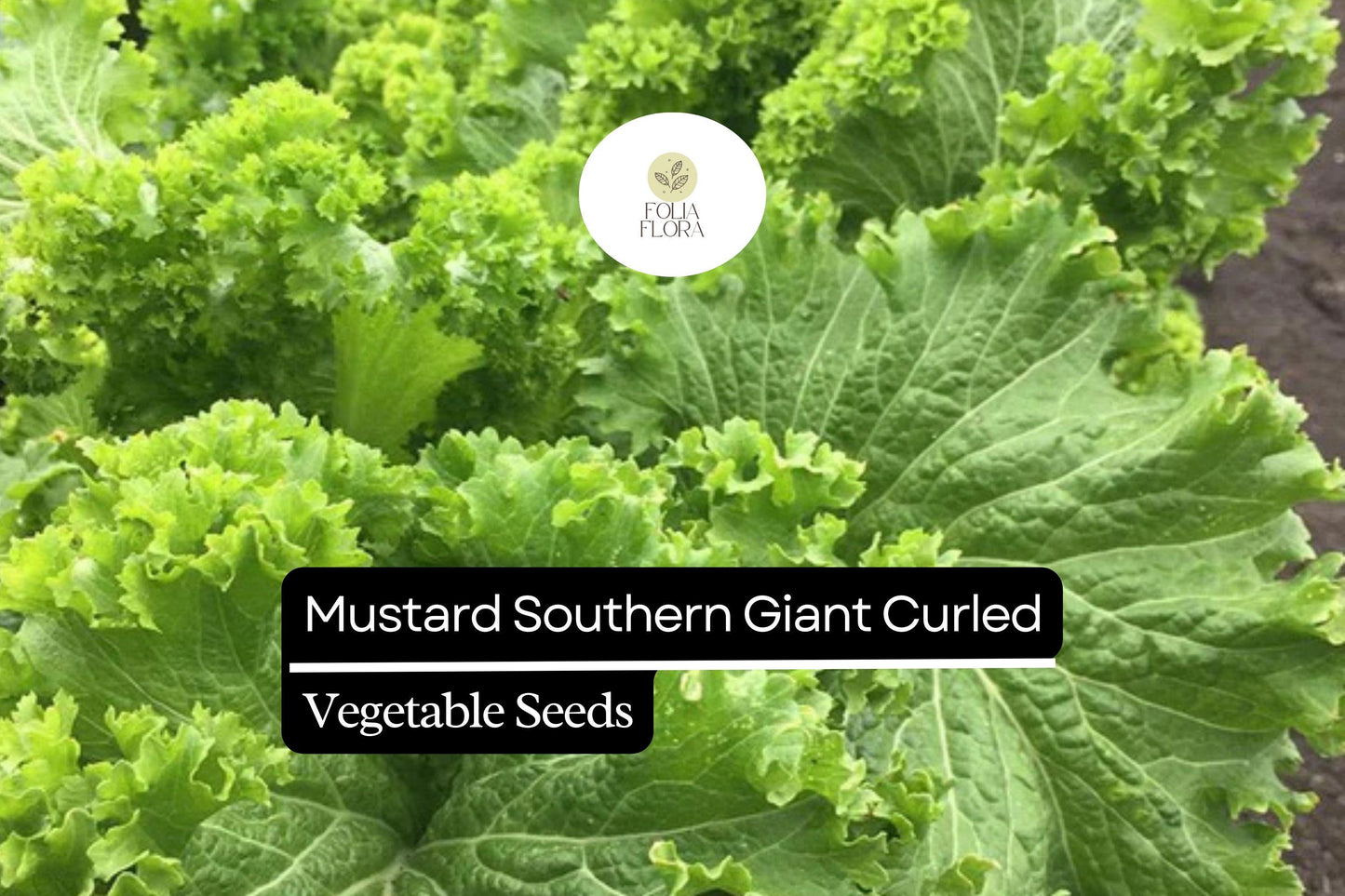 Mustard Seeds - 1g Heirloom Southern Giant Curled Brassica juncea - Spicy Greens for Salads & Sautéing - Non-GMO