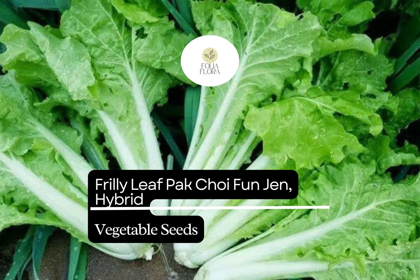 Frilly Leaf Pak Choi Seeds 500mg | Fun Jen Hybrid Brassica rapa | Non-GMO Asian Greens for Salads & Stir-Fries