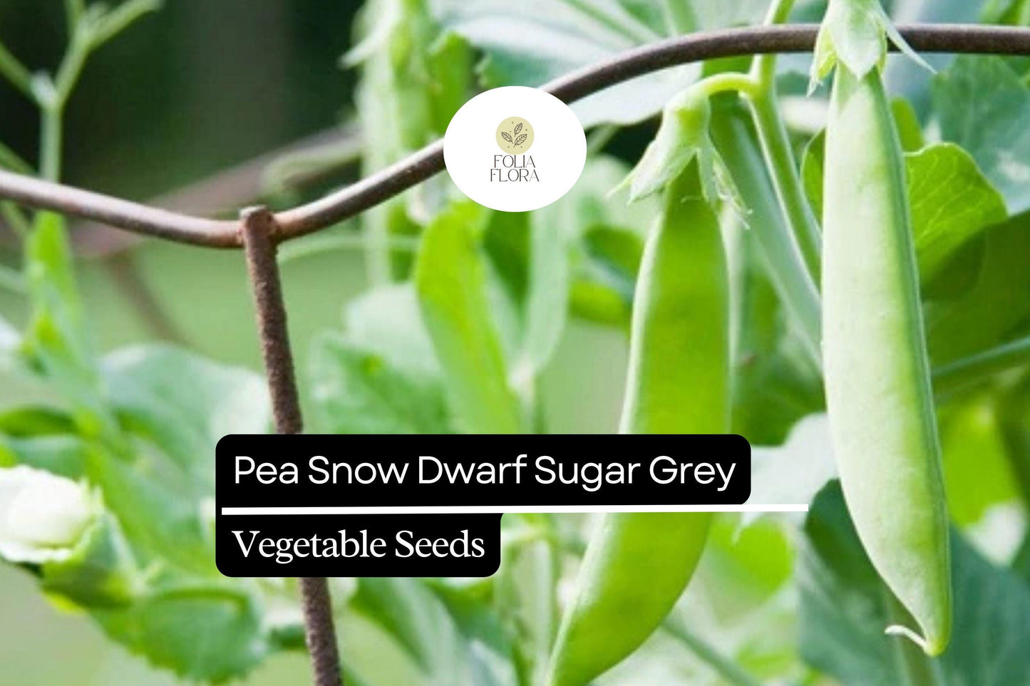 Dwarf Sugar Grey Pea Seeds 1/4 oz | Heirloom Non-GMO Pisum sativum | Compact Sweet Pods for Container Gardening