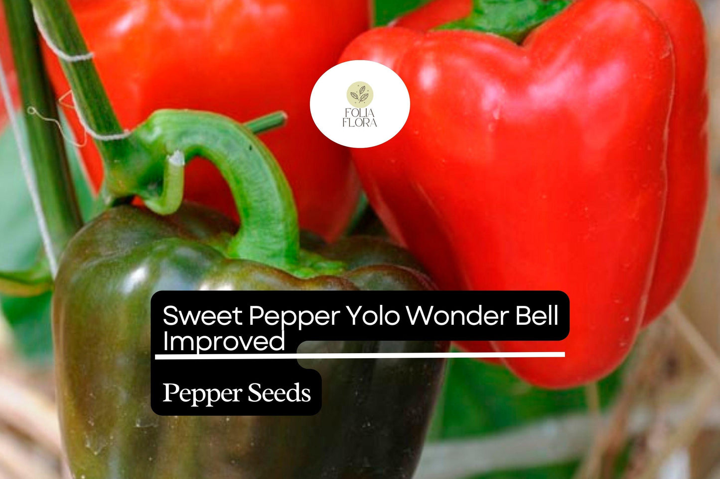 Yolo Wonder Bell Sweet Pepper Seeds 300mg | Non-GMO Heirloom | Capsicum annuum | High-Yield, Thick-Walled, Sweet Flavor